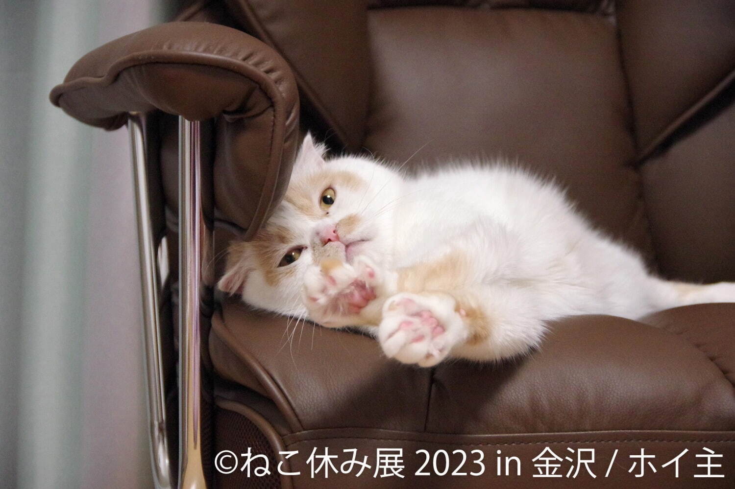 ねこの合同写真展「ねこ休み展 2023」金沢で、“スター猫”の作品200点以上＆猫グッズも｜写真1