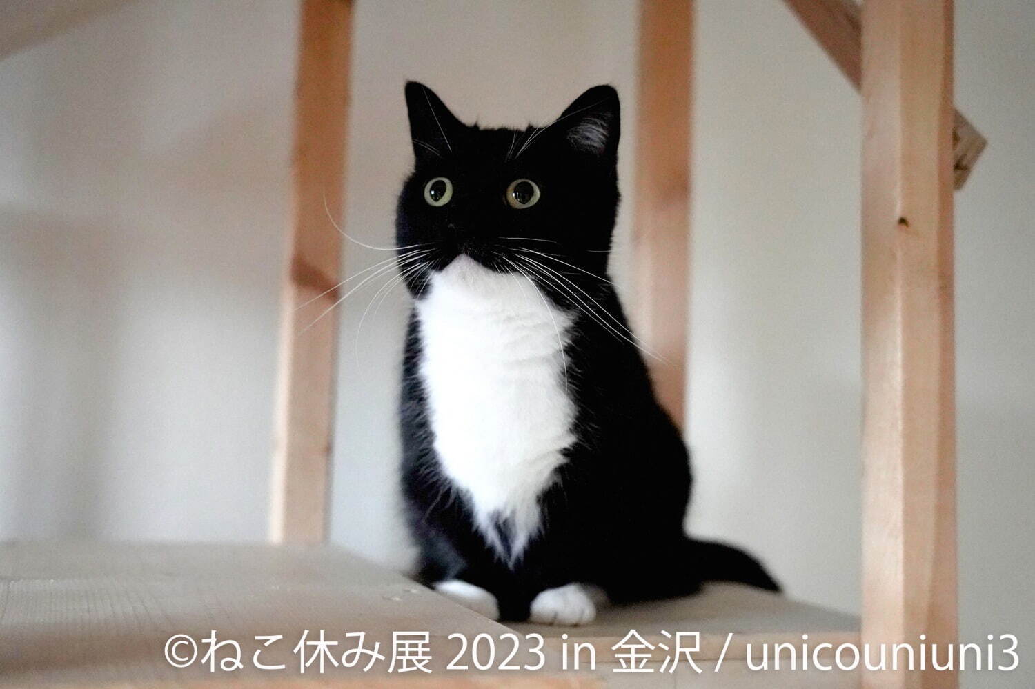 ねこの合同写真展「ねこ休み展 2023」金沢で、“スター猫”の作品200点以上＆猫グッズも｜写真7