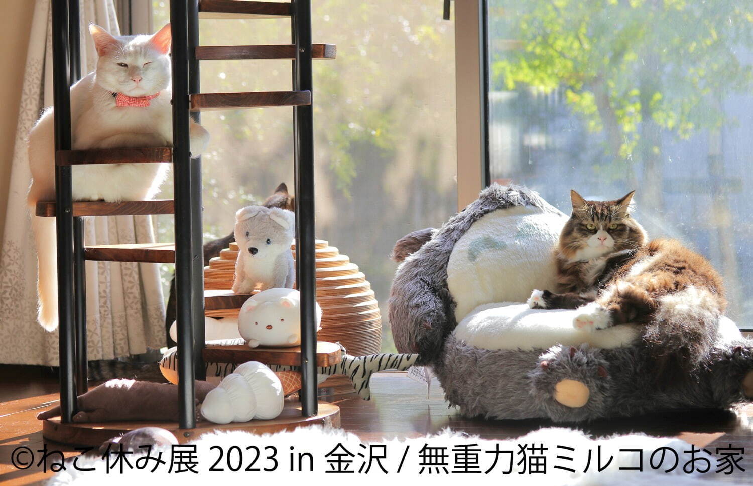 ねこの合同写真展「ねこ休み展 2023」金沢で、“スター猫”の作品200点以上＆猫グッズも｜写真8