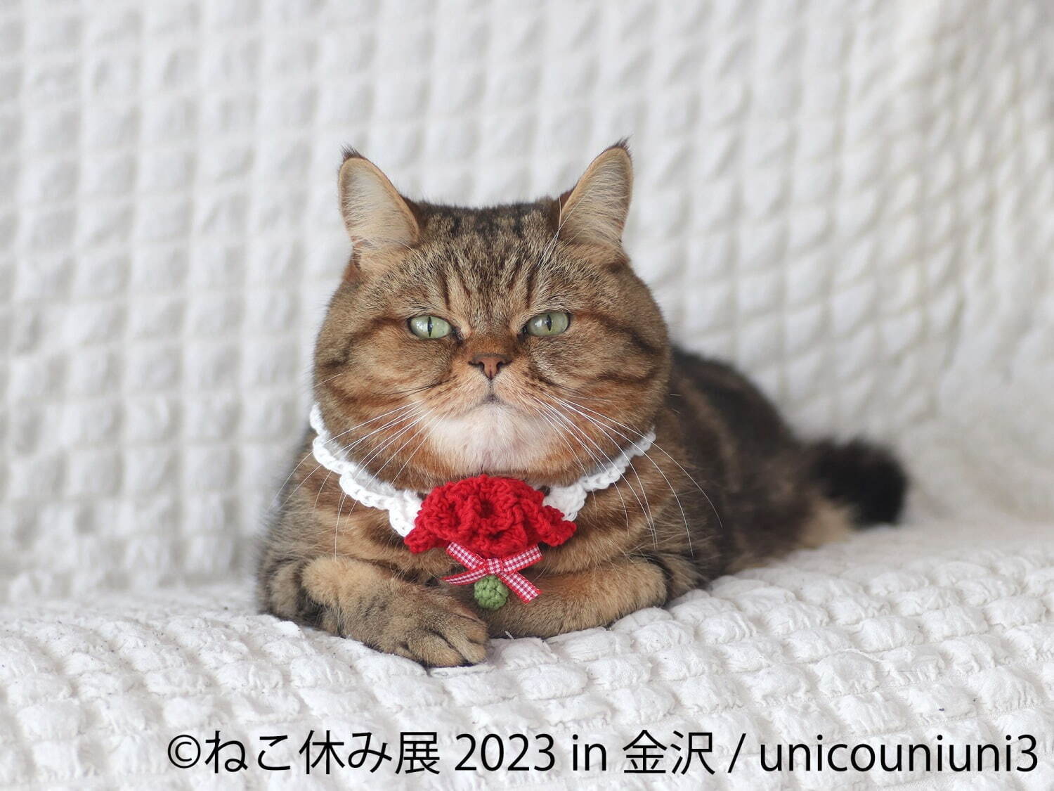 ねこの合同写真展「ねこ休み展 2023」金沢で、“スター猫”の作品200点以上＆猫グッズも｜写真3