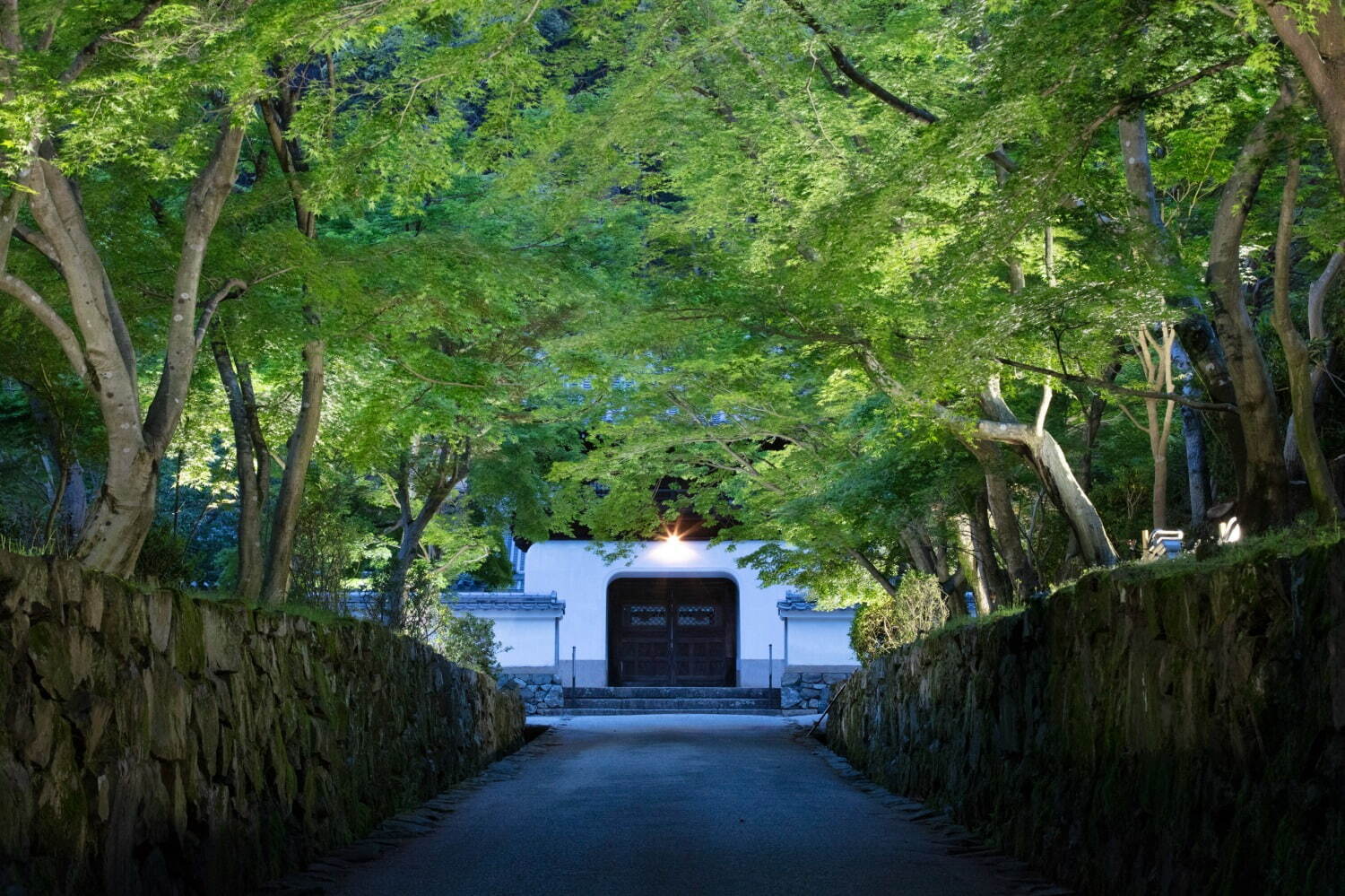 京都「興聖寺・琴坂」でネイキッドの青紅葉ライトアップ、源氏物語の一節を体験できるアートも｜写真1