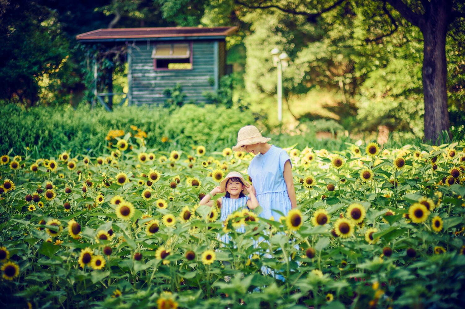 「神戸布引ハーブ園／ロープウェイ」が夏のリゾートに！ひまわり畑が出現、夜景＆イルミネーション鑑賞も｜写真2