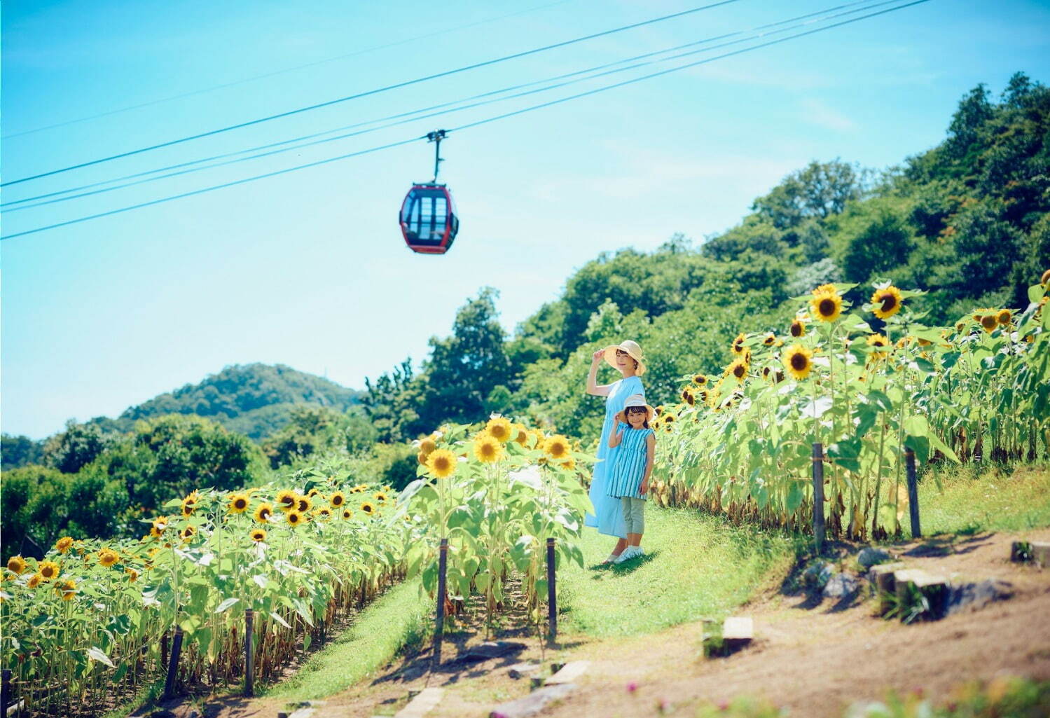 「神戸布引ハーブ園／ロープウェイ」が夏のリゾートに！ひまわり畑が出現、夜景＆イルミネーション鑑賞も｜写真1