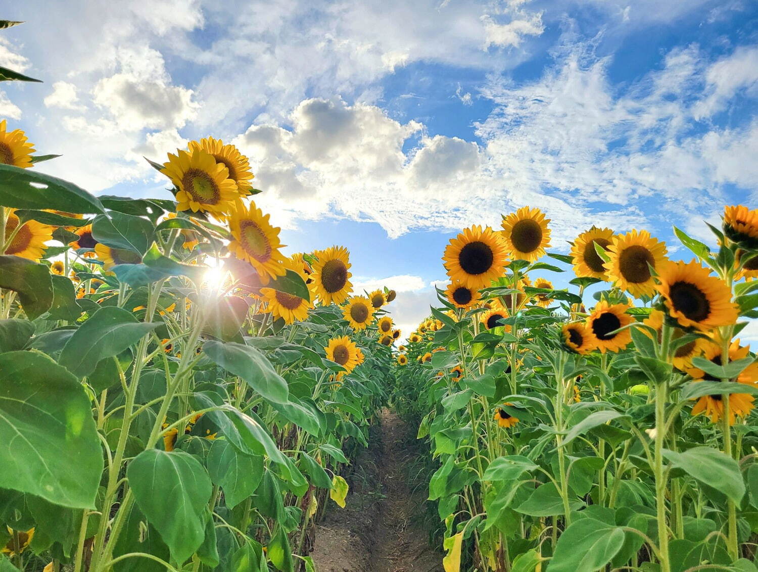 大阪「堺・緑のミュージアム ハーベストの丘」7万本のひまわりが開花、広大な敷地を鮮やかなに彩る｜写真2