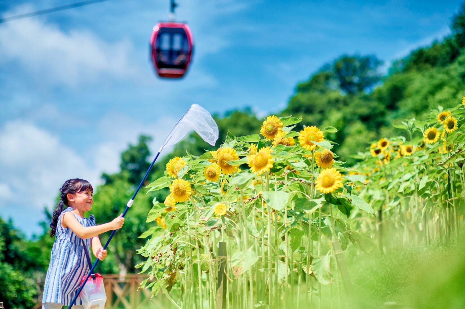 神戸布引ハーブ園／ロープウェイの「ひまわり畑」見頃に、神戸の眺望と咲き誇るヒマワリ＆ハーブ｜写真13