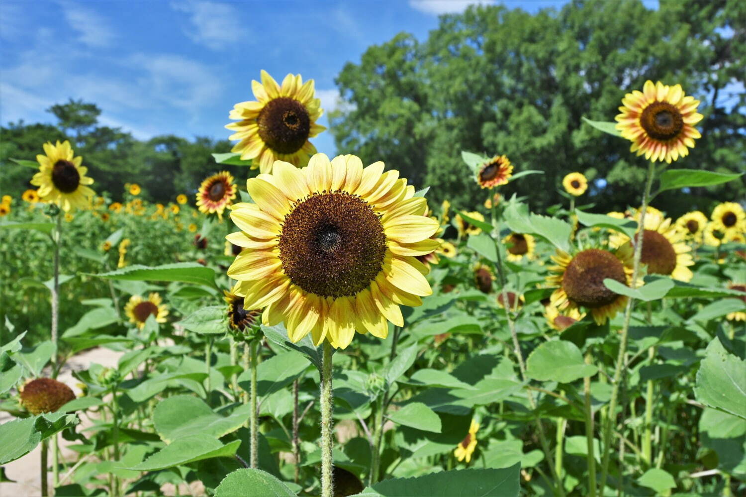 大阪「万博記念公園 ひまわりフェスタ」太陽の塔に向かって咲き誇る約12,000本、キッチンカーも｜写真5