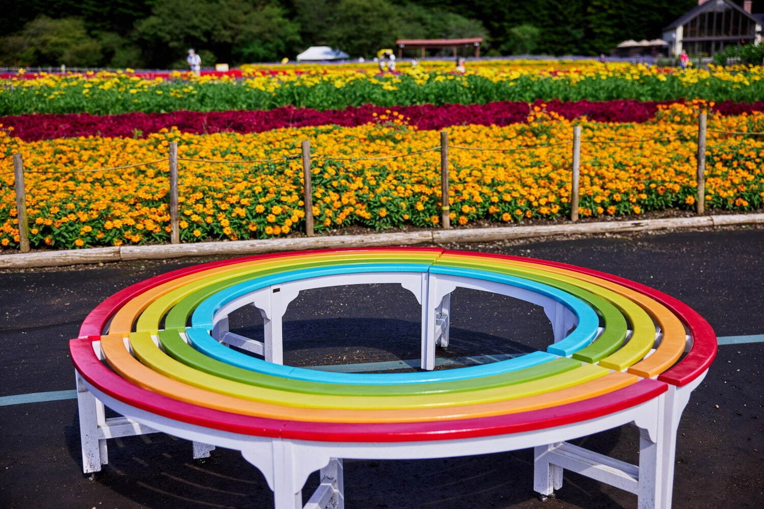 富士本栖リゾート「2023虹の花まつり」約9万株のカラフルな秋の花々を富士山と共に、フォトスポットも｜写真3