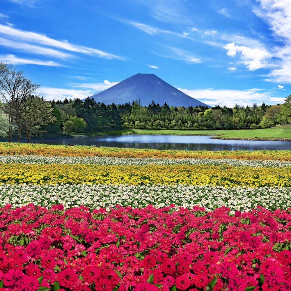 富士本栖リゾート「2023虹の花まつり」約9万株のカラフルな秋の花々を富士山と共に、フォトスポットも｜写真4