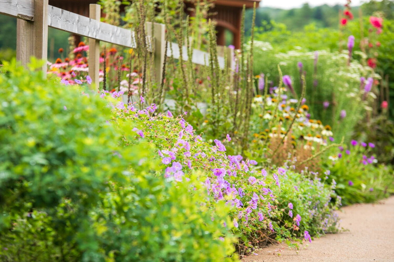 「ピーターラビット イングリッシュガーデン」“ピラミッド型のアジサイ”など秋の花々が見頃に｜写真2