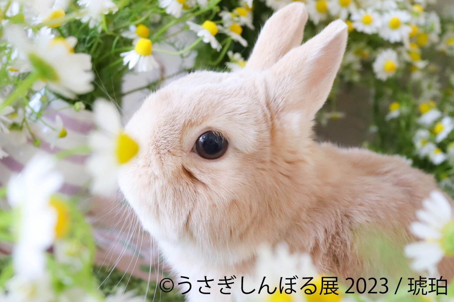 「うさぎしんぼる展 2023」東京＆名古屋で、過去最大規模のうさぎ写真300点以上＆限定グッズ販売｜写真1