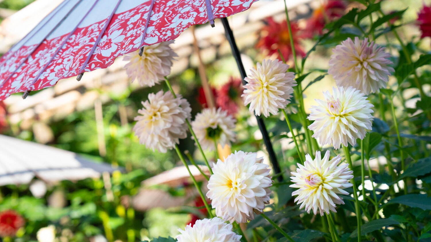 上野東照宮“ダリア”を観賞する秋の特別祭典、100種200株以上の花々が見頃に｜写真2