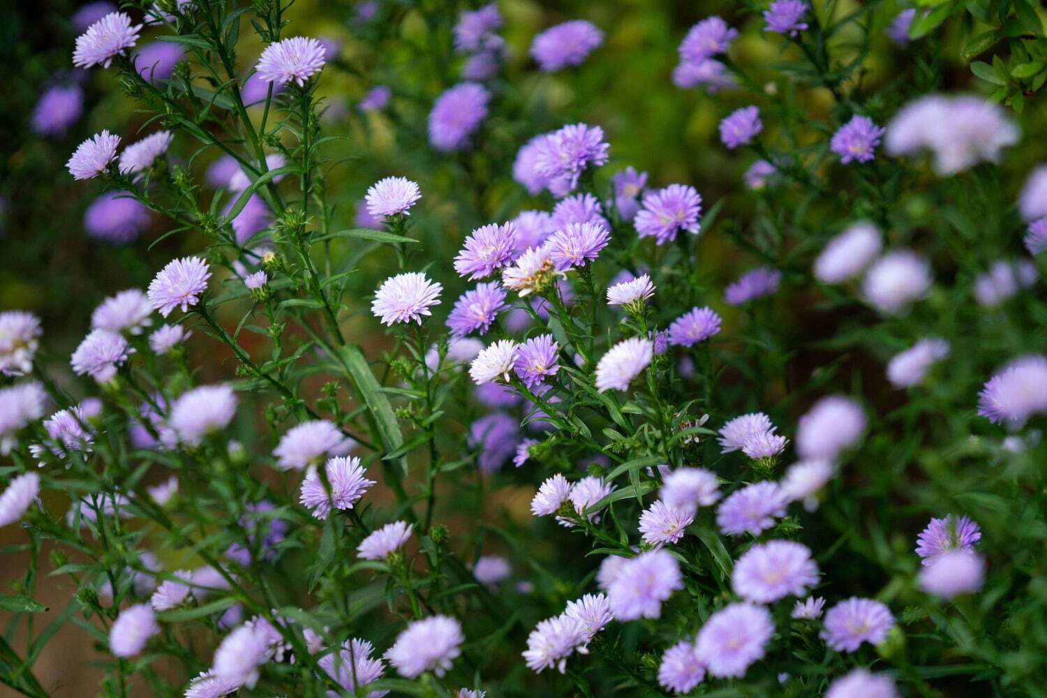 上野東照宮“ダリア”を観賞する秋の特別祭典、100種200株以上の花々が見頃に｜写真3