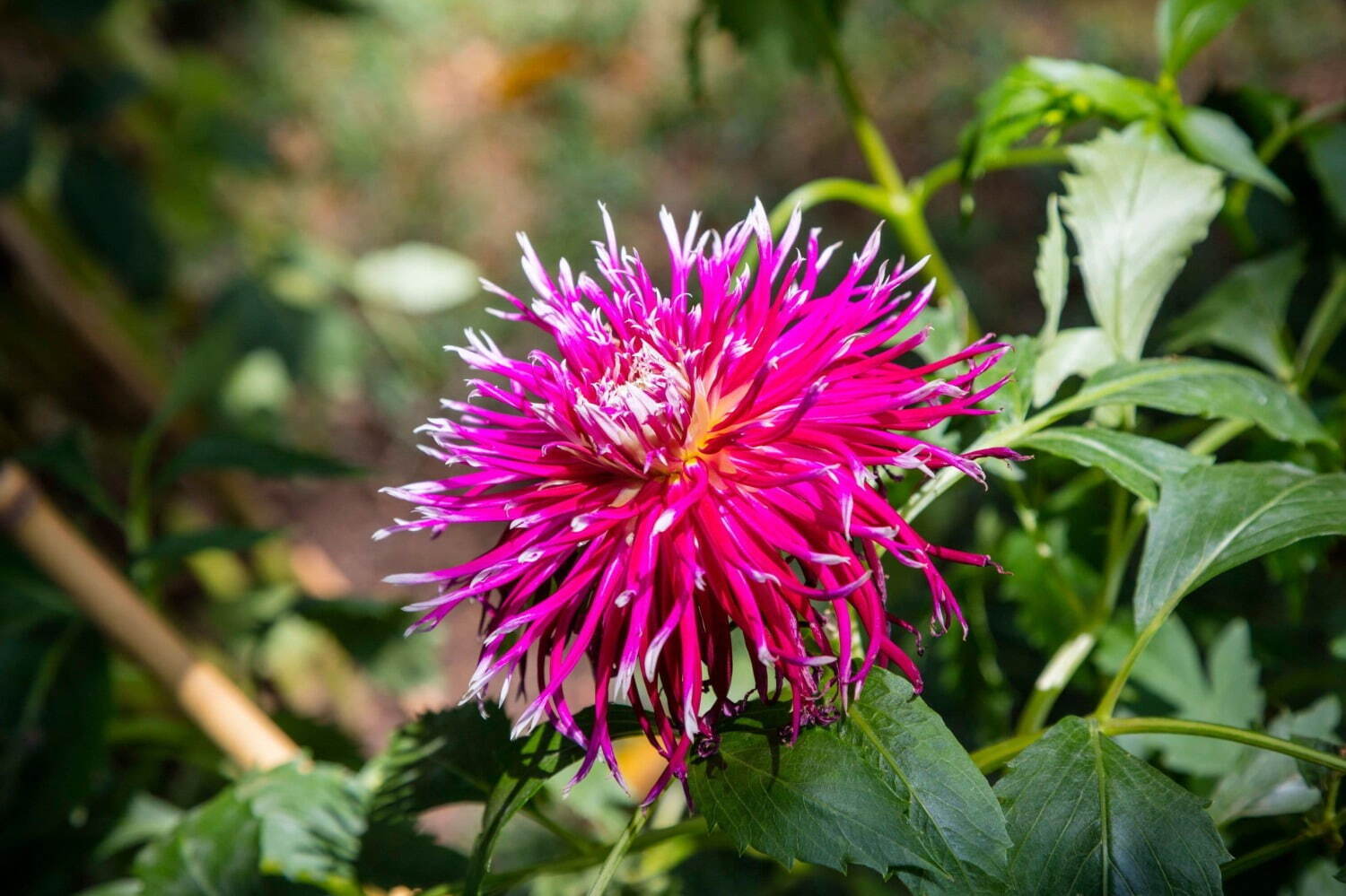 上野東照宮“ダリア”を観賞する秋の特別祭典、100種200株以上の花々が見頃に｜写真13