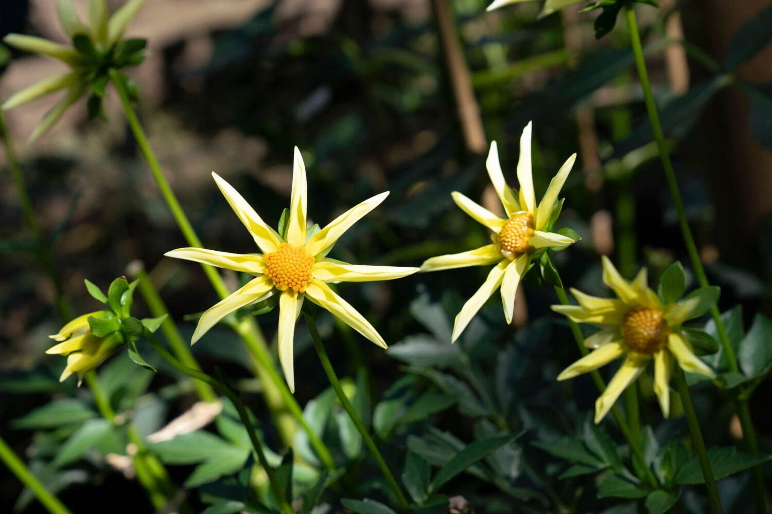 上野東照宮“ダリア”を観賞する秋の特別祭典、100種200株以上の花々が見頃に｜写真12