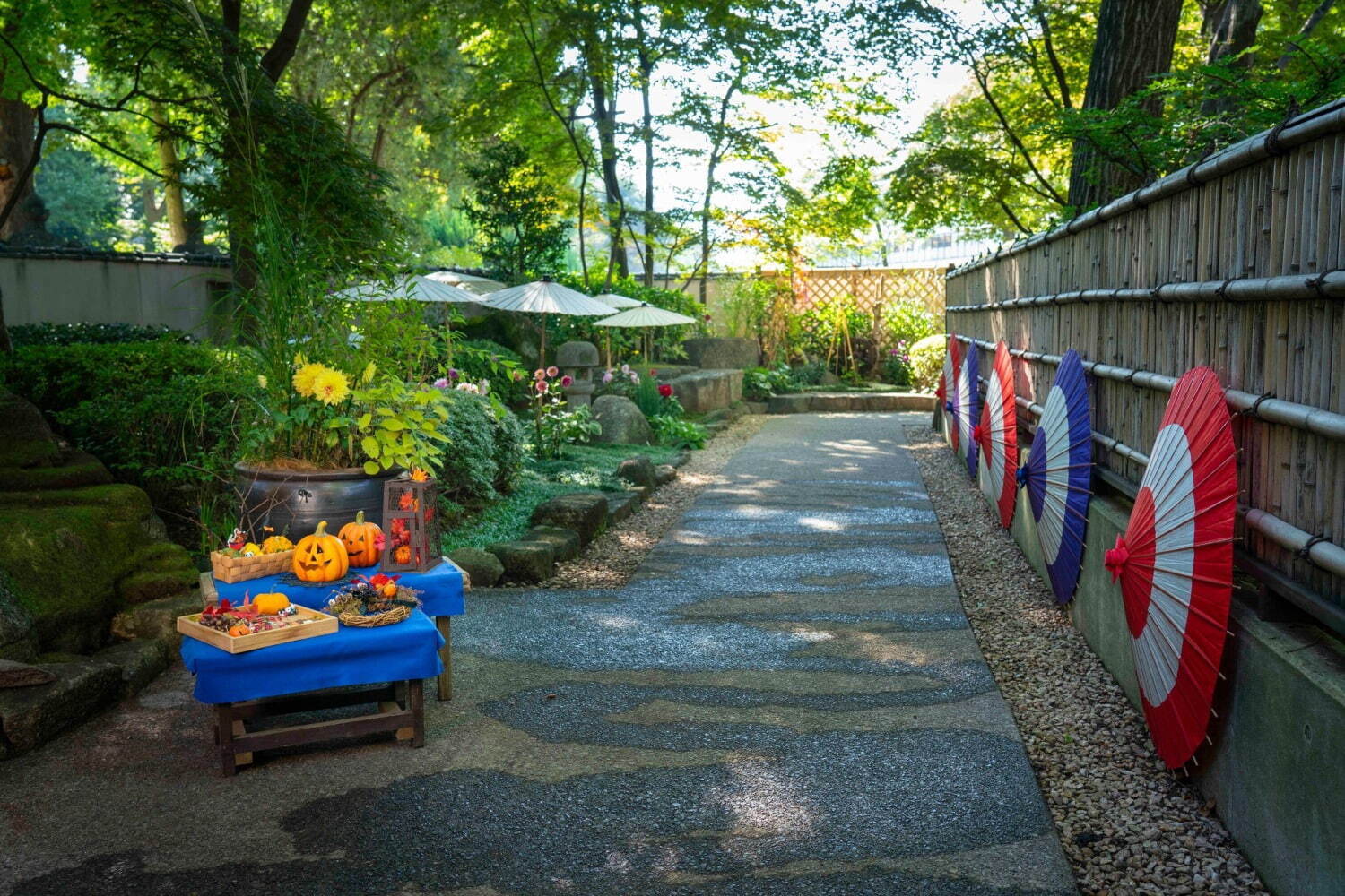 上野東照宮“ダリア”を観賞する秋の特別祭典、100種200株以上の花々が見頃に｜写真7