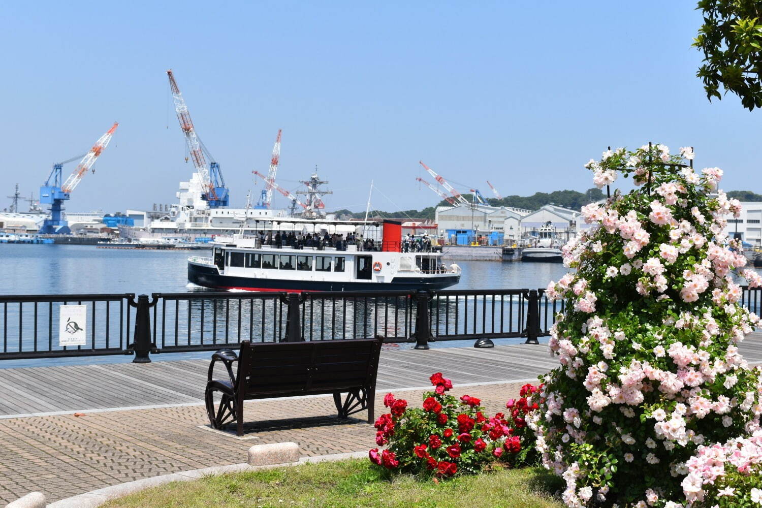 横須賀市ヴェルニー公園「秋のローズフェスタ」色も香りも濃い約130種類の秋バラが見ごろに｜写真13