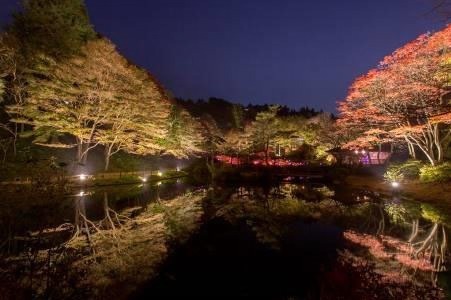 神戸「六甲高山植物園」23年の紅葉が見ごろに、土日祝限定で夜間ライトアップも｜写真5