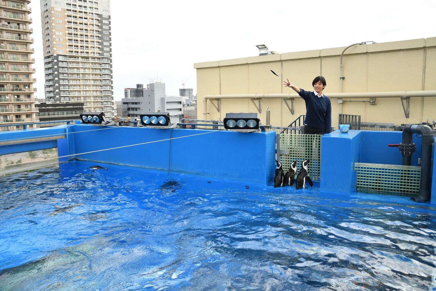 サンシャイン水族館の2024年正月、“タツノオトシゴの仲間＆紅白エビ”の限定水槽やオリジナル福袋も｜写真7