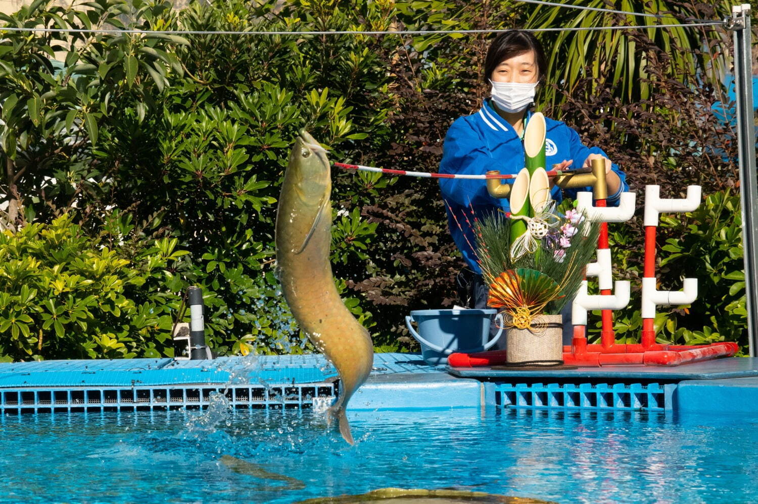 サンシャイン水族館の2024年正月、“タツノオトシゴの仲間＆紅白エビ”の限定水槽やオリジナル福袋も｜写真9