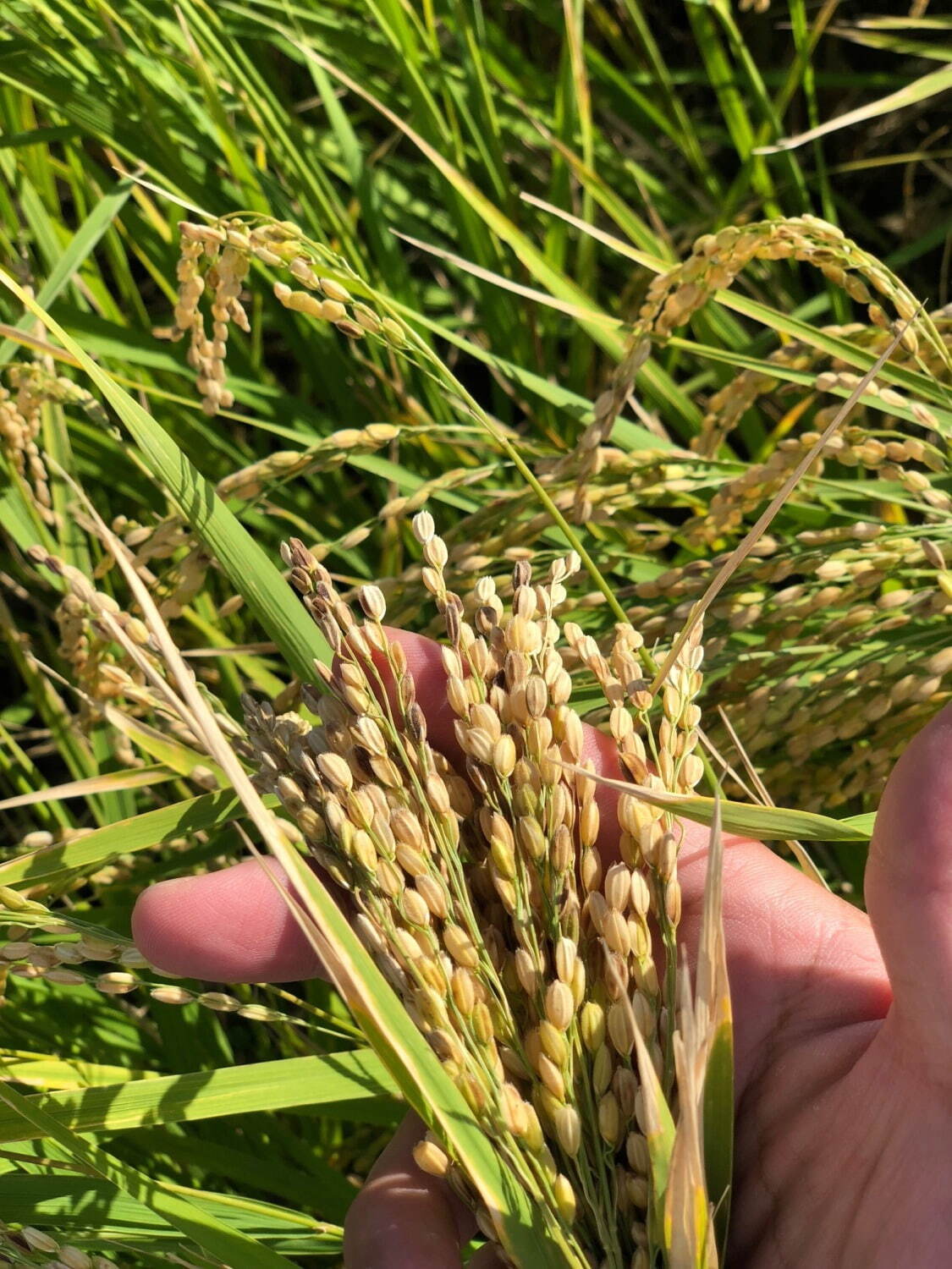 サンクトガーレンから春限定のさくらビール、八重桜の花と葉で風味付けした“飲む桜餅”｜写真4