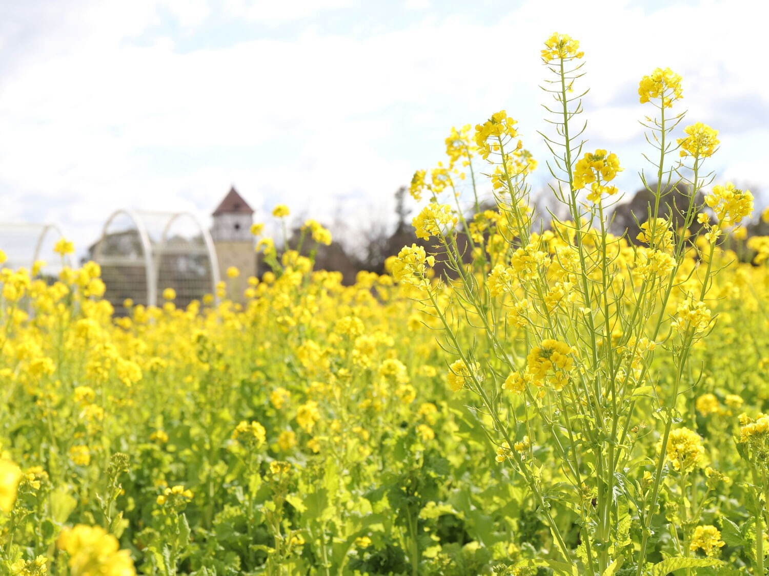 【花見イベント2024】東京＆全国の観光地のおすすめフラワーガーデンや公園など、桜の名所も紹介 | 写真