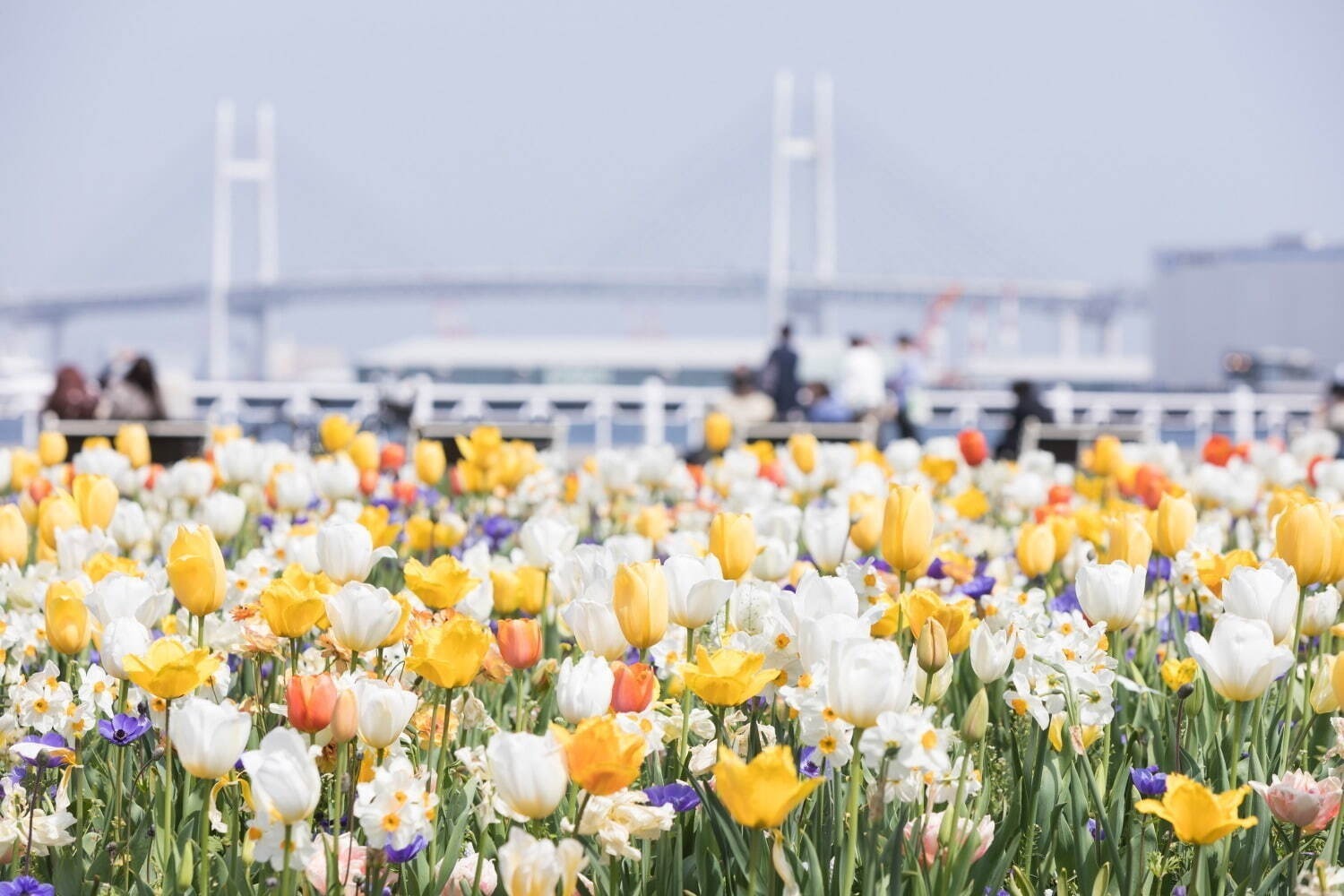 【花見イベント2024】東京＆全国の観光地のおすすめフラワーガーデンや公園など、桜の名所も紹介｜写真19