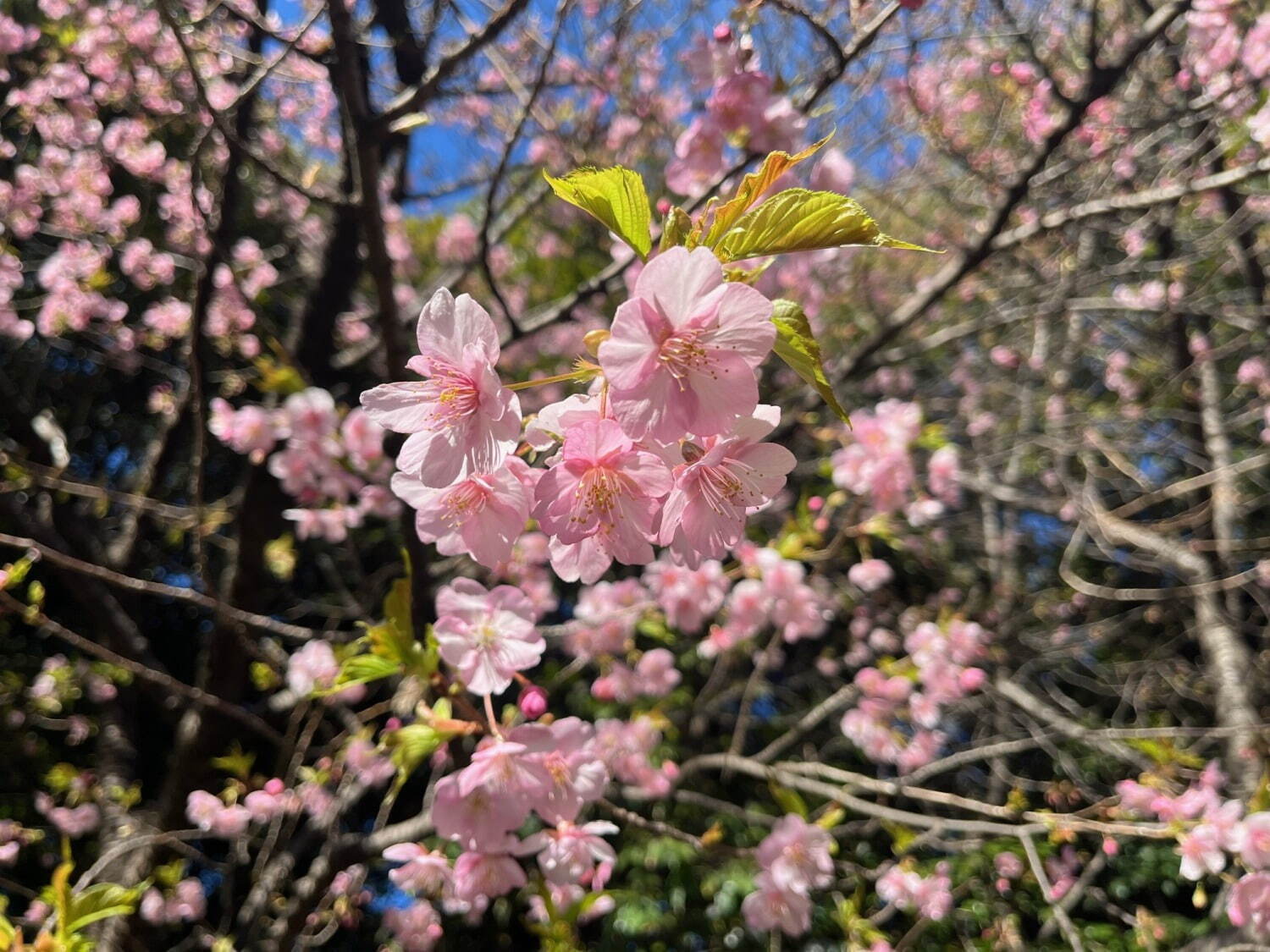 イクスピアリが“桜カラー”に染まる - 夜はランタン揺らめく幻想的な空間に、桜スイーツ＆グッズも｜写真8