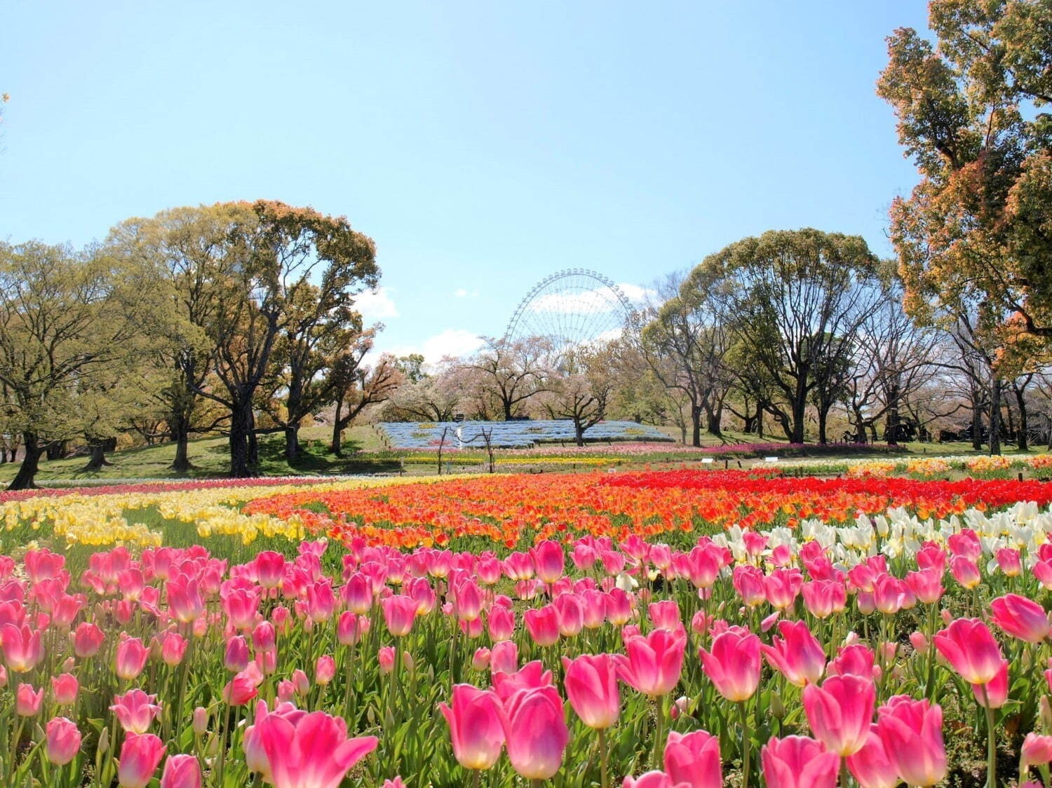 春イベント2024年【関西編】大阪・京都などおでかけ＆グルメフェス、おすすめ花見イベントも紹介｜写真9