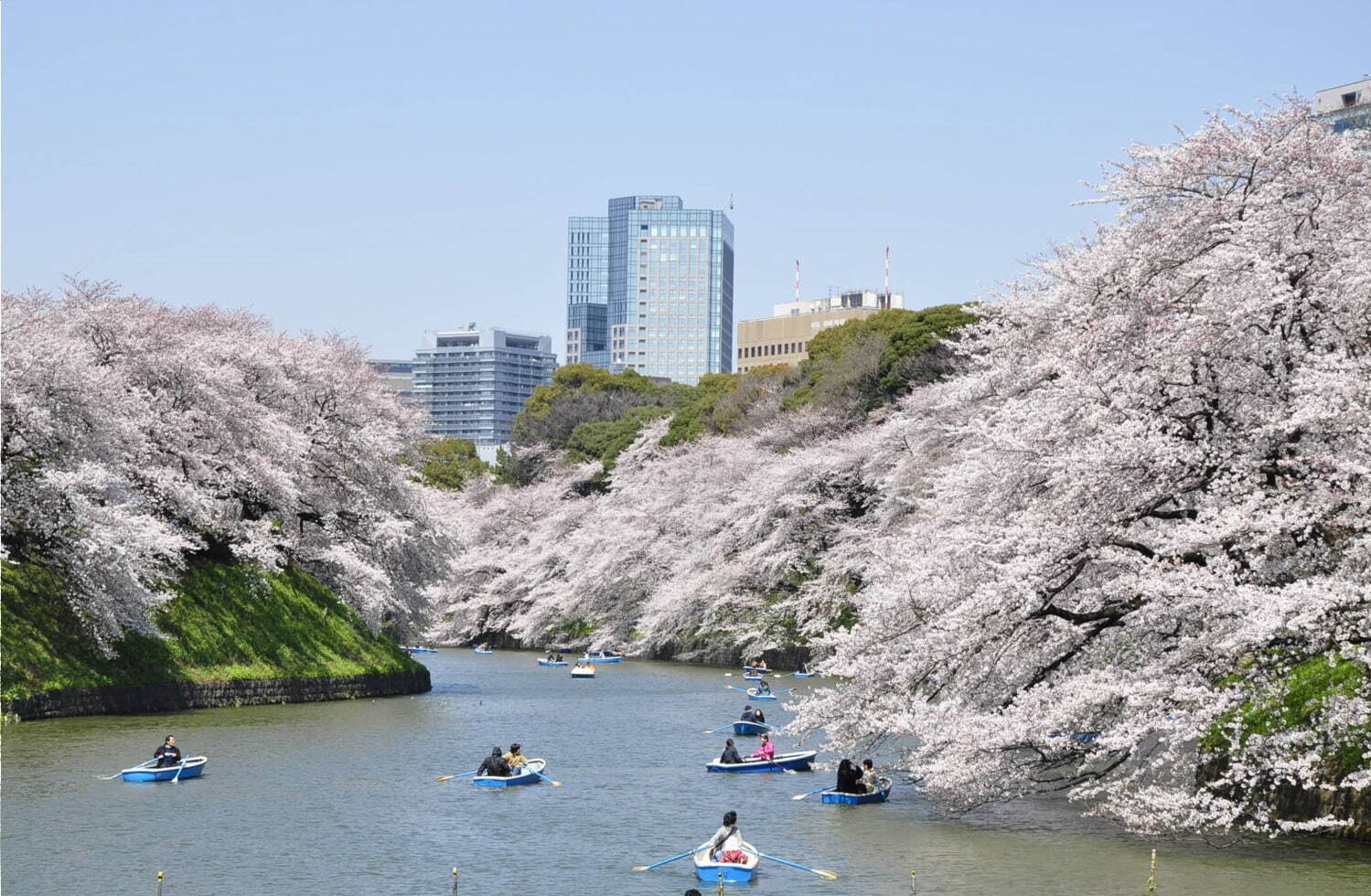 「千代田のさくらまつり」千鳥ヶ淵緑道や靖国神社周辺で開催、夜桜ライトアップも｜写真3