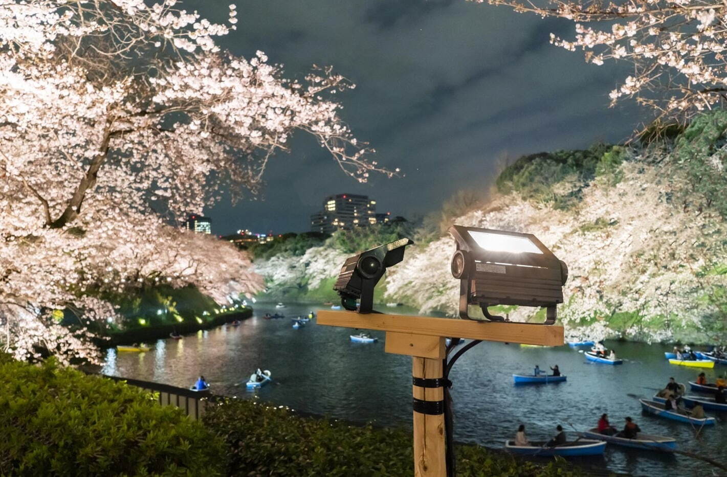 「千代田のさくらまつり」千鳥ヶ淵緑道や靖国神社周辺で開催、夜桜ライトアップも｜写真4