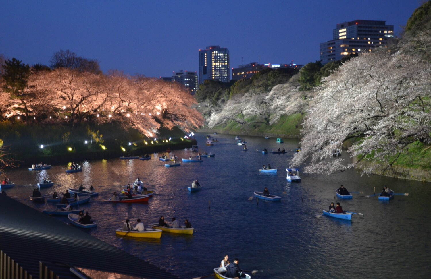 「千代田のさくらまつり」千鳥ヶ淵緑道や靖国神社周辺で開催、夜桜ライトアップも｜写真5