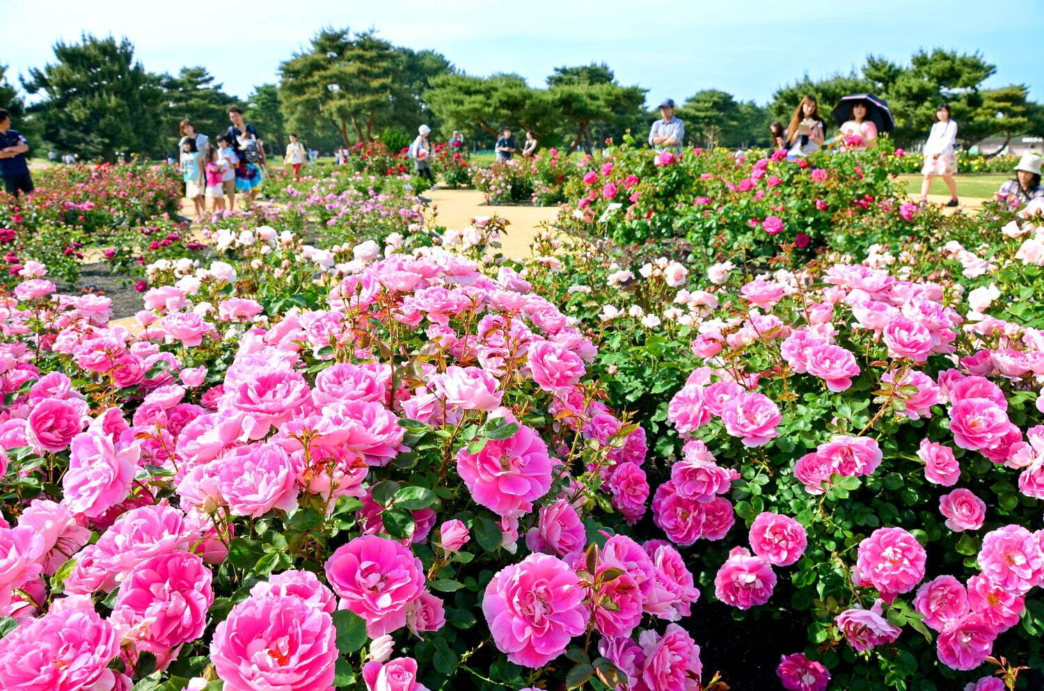 茨城・国営ひたち海浜公園「ネモフィラ」約530万本による青一色の絶景、チューリップなど春の花々も｜写真7