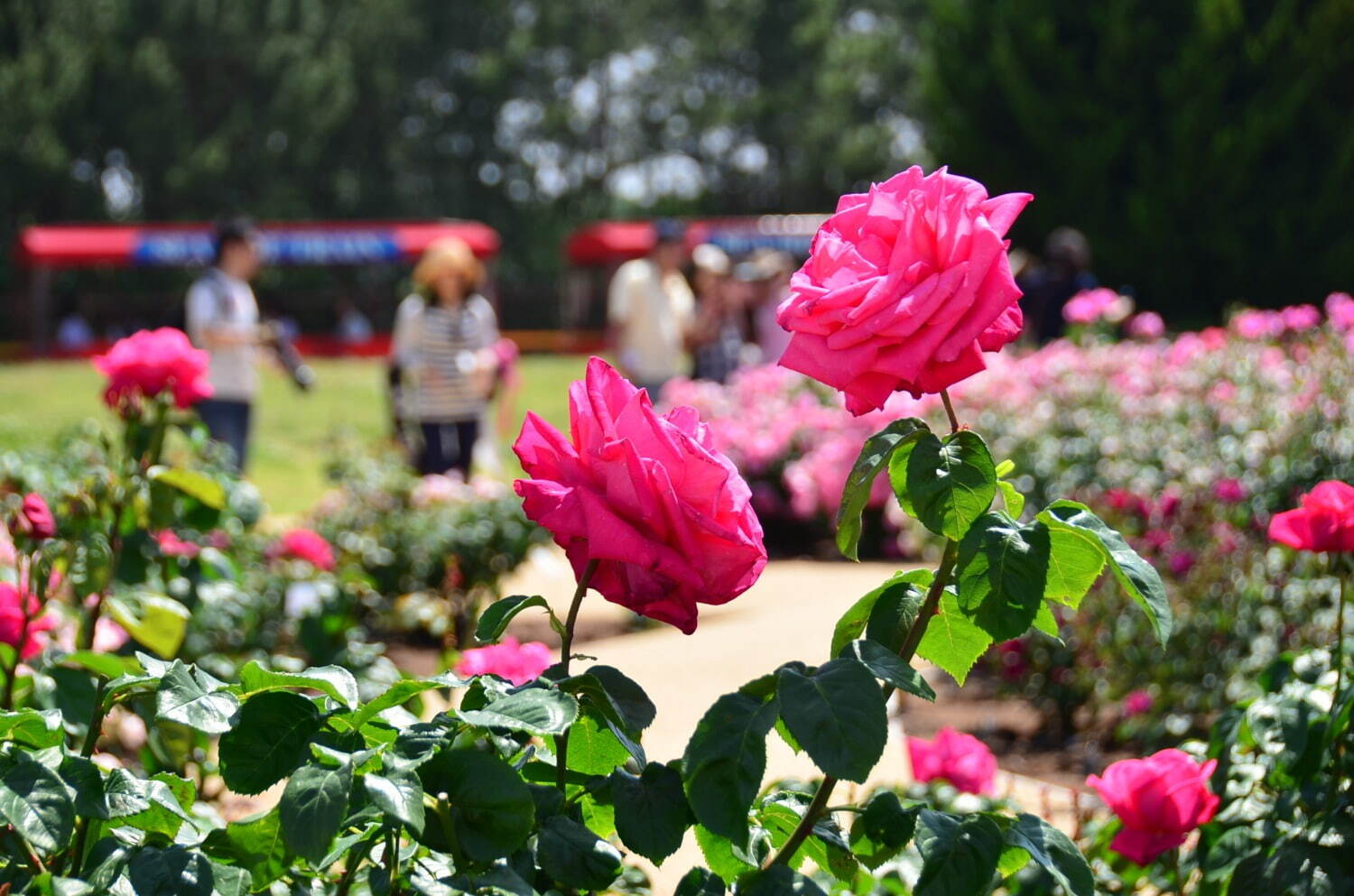 茨城・国営ひたち海浜公園「ネモフィラ」約530万本による青一色の絶景、チューリップなど春の花々も｜写真19