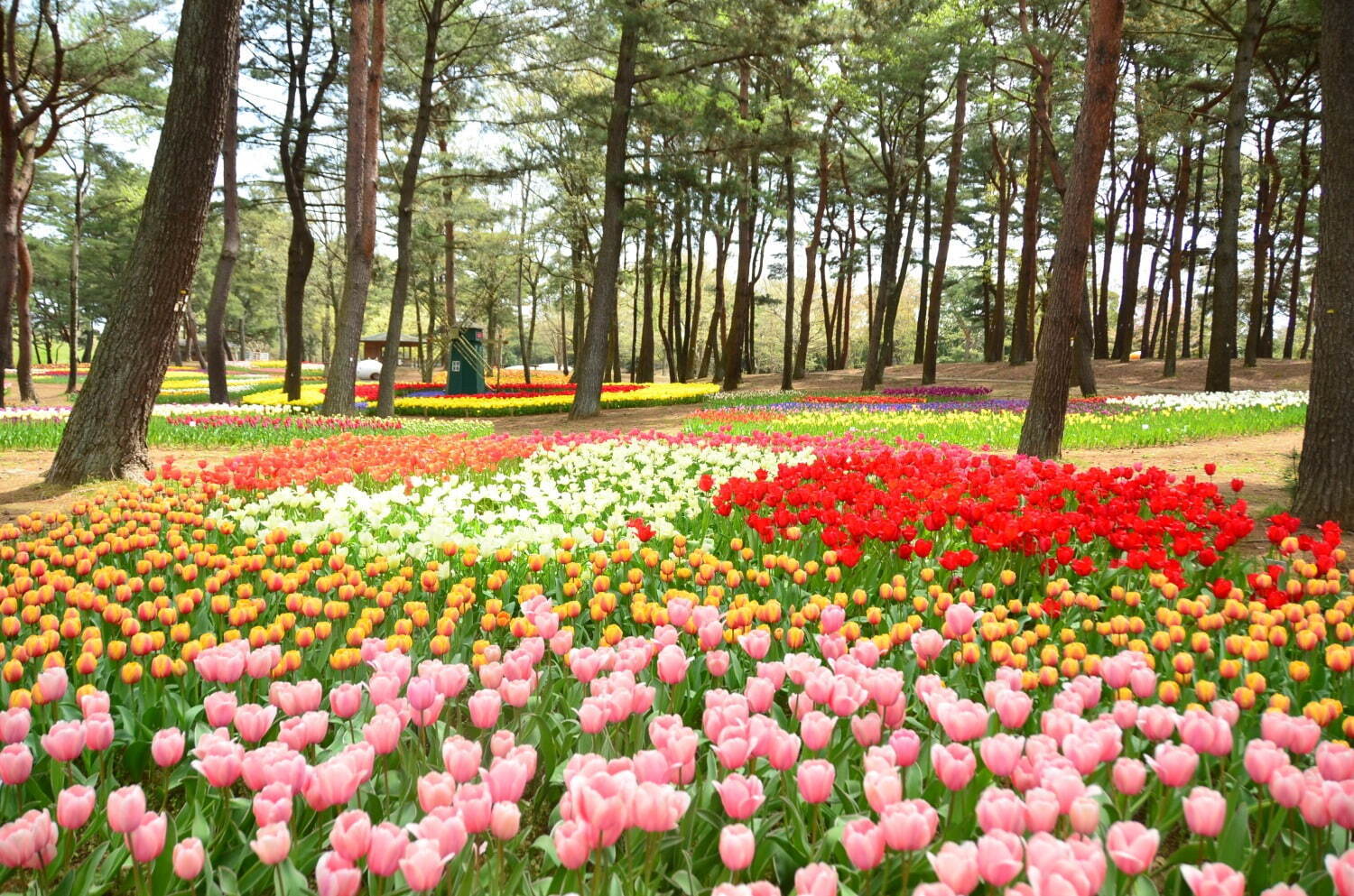 茨城・国営ひたち海浜公園「ネモフィラ」約530万本による青一色の絶景、チューリップなど春の花々も｜写真21