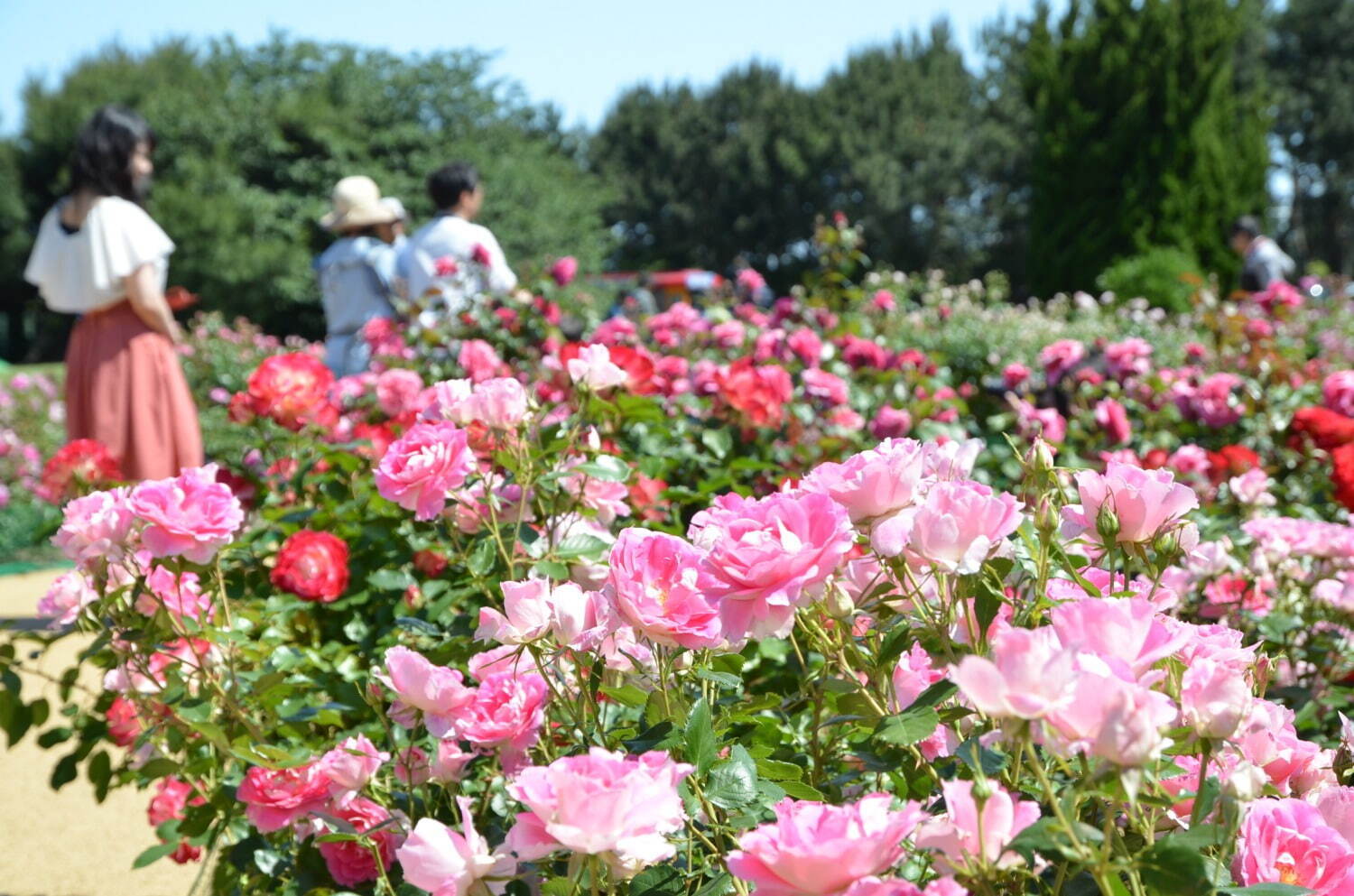 茨城・国営ひたち海浜公園「ネモフィラ」約530万本による青一色の絶景、チューリップなど春の花々も｜写真18