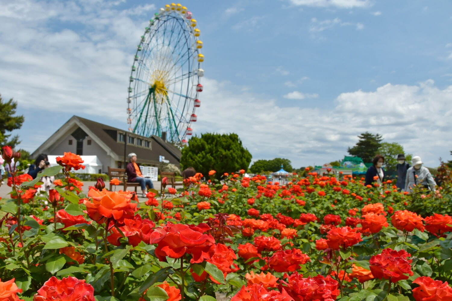 茨城・国営ひたち海浜公園「ネモフィラ」約530万本による青一色の絶景、チューリップなど春の花々も｜写真8