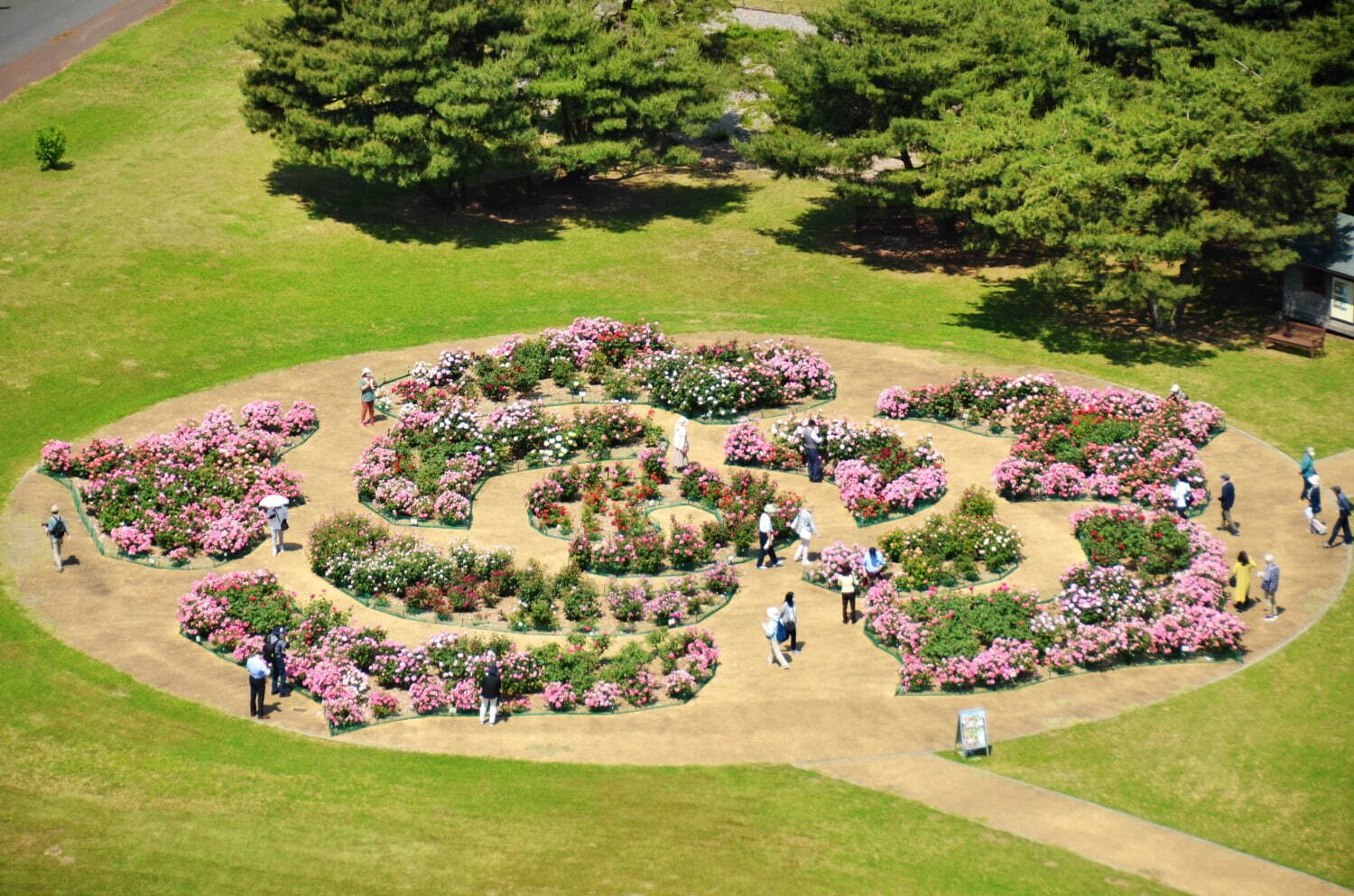 茨城・国営ひたち海浜公園「ネモフィラ」約530万本による青一色の絶景、チューリップなど春の花々も｜写真10