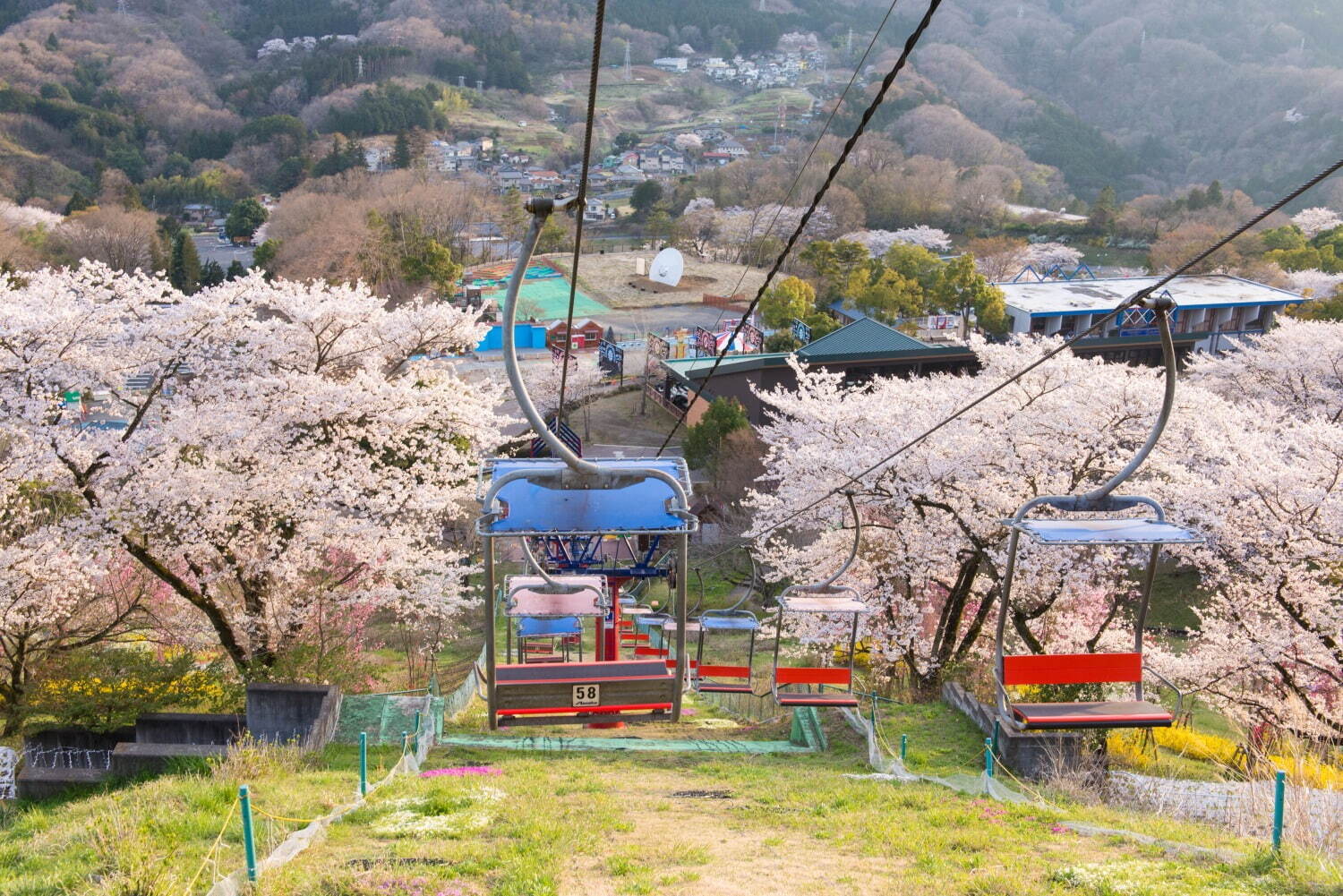 「さがみ湖桜まつり」“2,500本の桜を楽しむ”お花見イベント、夜桜ライトアップ＆桜メニューも｜写真2