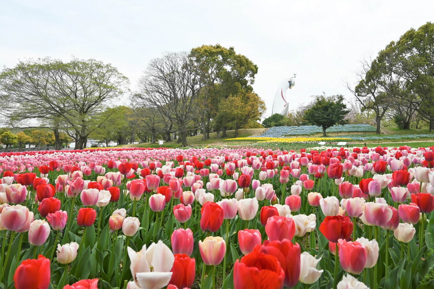 「チューリップフェスタ」約8万本のチューリップが大阪・万博記念公園に、ネモフィラやポピーの花も｜写真3