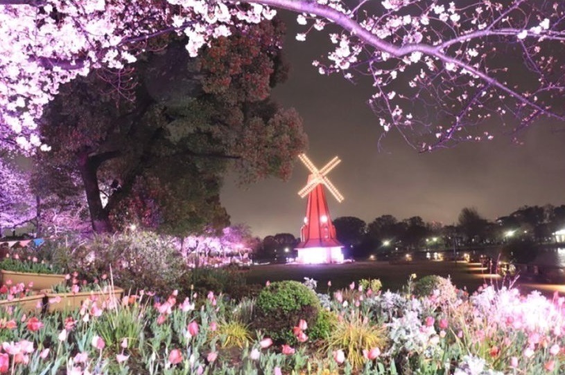 「花と光のムーブメント」小金井公園など都内3か所で、約1,400本の桜やネモフィラ×ライトアップ｜写真10