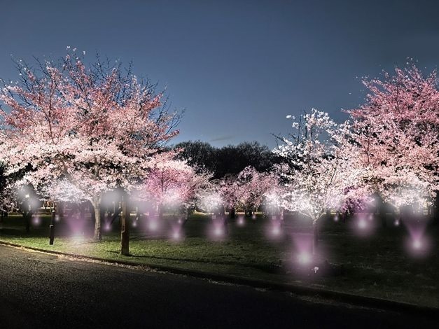 「花と光のムーブメント」小金井公園など都内3か所で、約1,400本の桜やネモフィラ×ライトアップ｜写真1