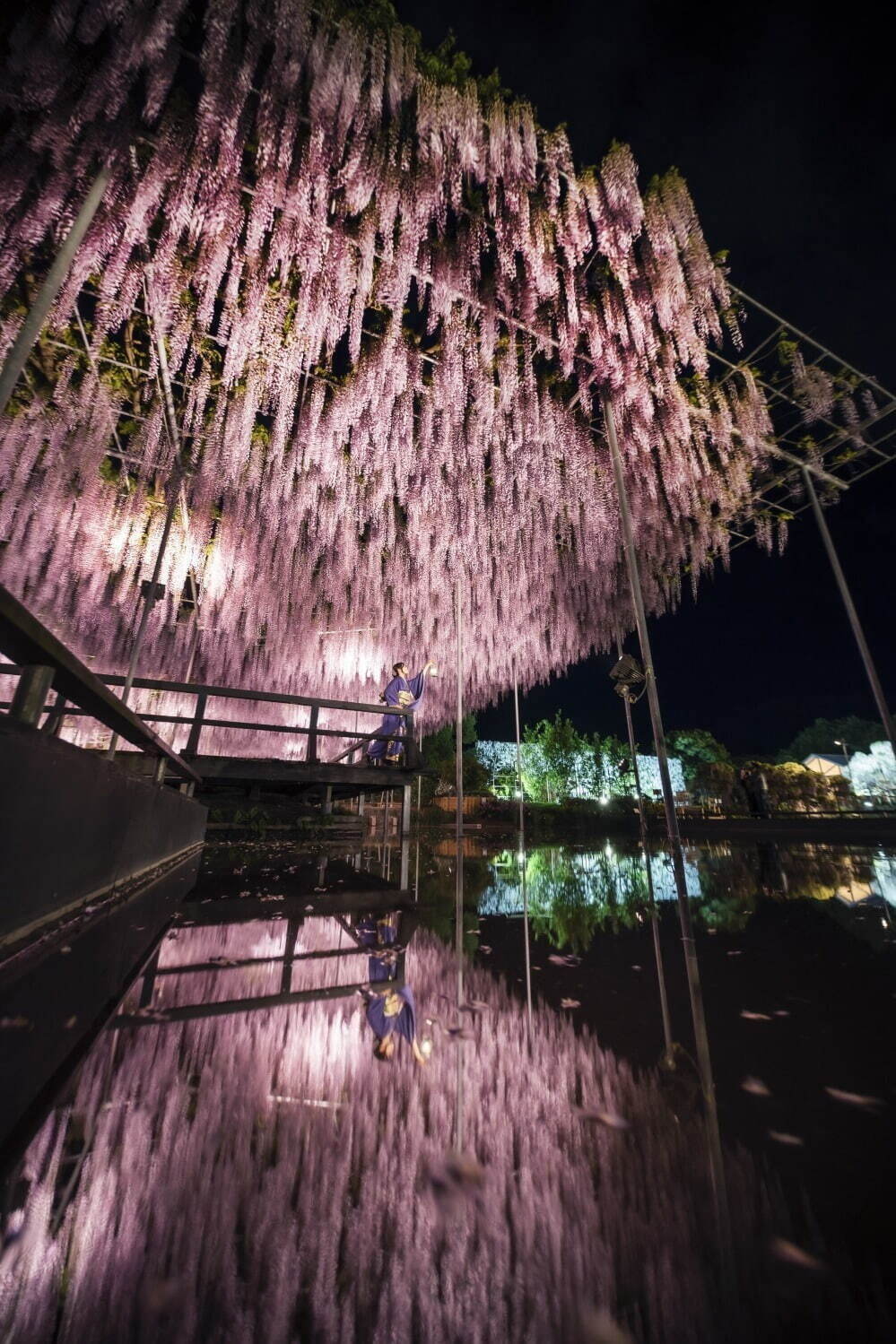 あしかがフラワーパーク「大藤まつり2024」大藤棚や白藤トンネルなど350本以上が咲く絶景｜写真7