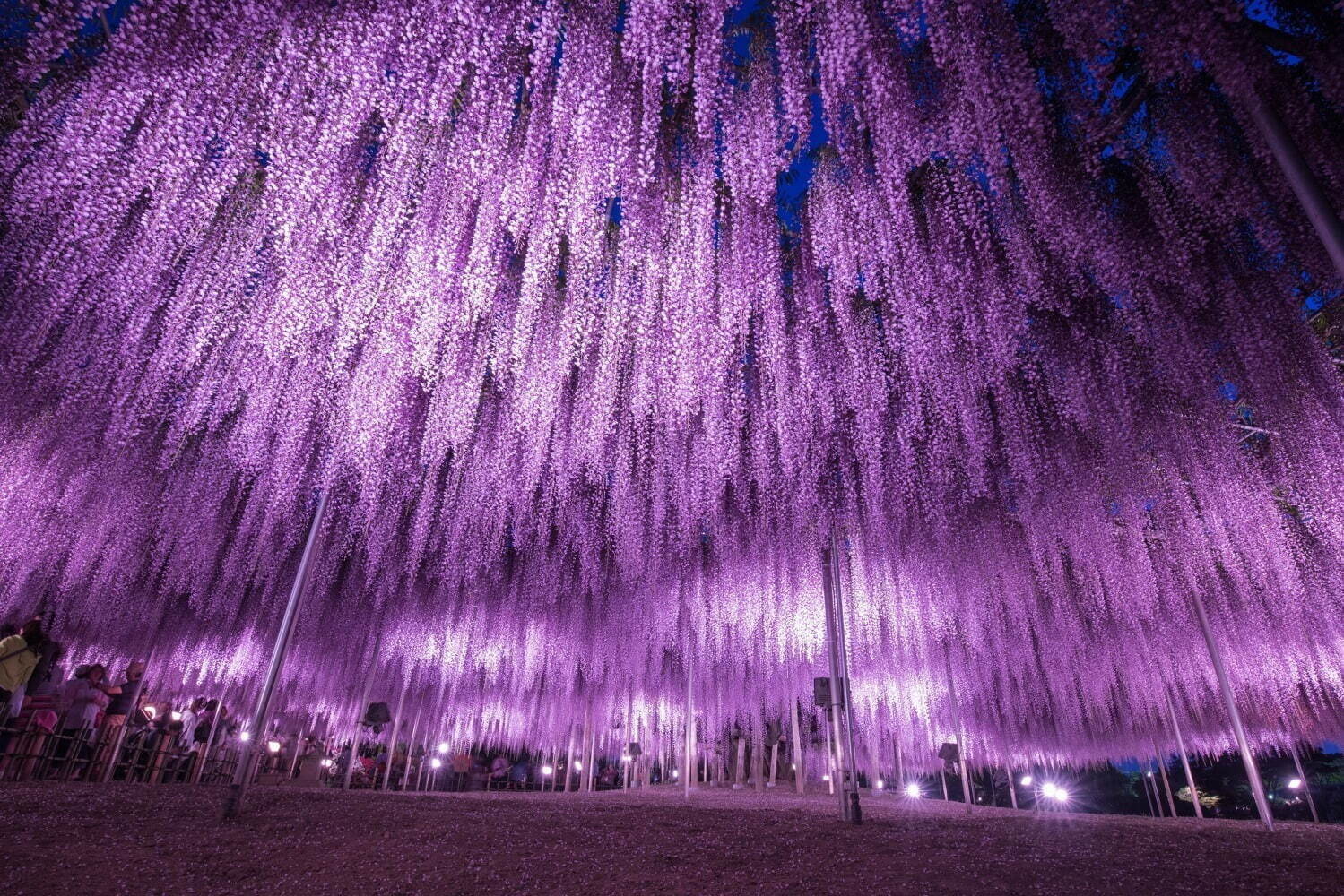 ※過去開催時の様子。