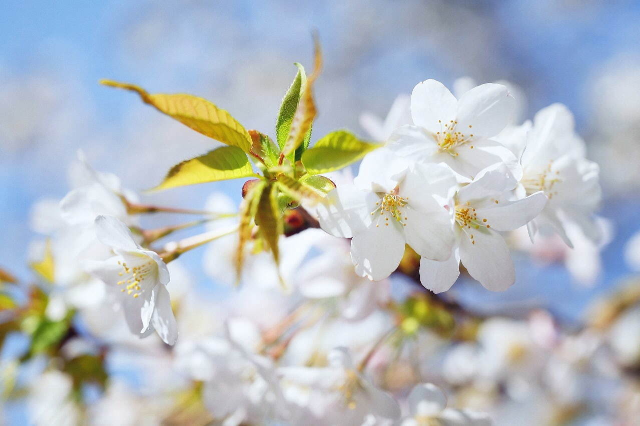 神戸布引ハーブ園でお花見 - 山桜と神戸の街並みを眺める展望エリア、手ぶらピクニックプランも｜写真10