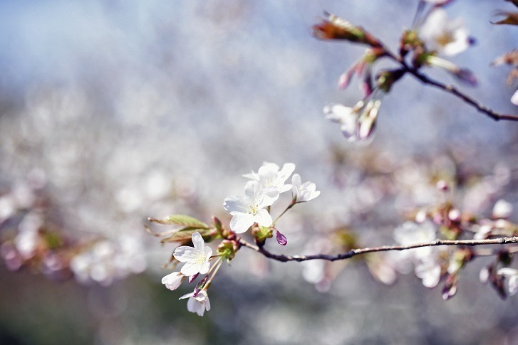 神戸布引ハーブ園でお花見 - 山桜と神戸の街並みを眺める展望エリア、手ぶらピクニックプランも｜写真11