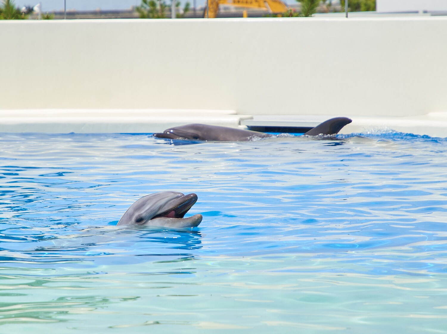 「神戸須磨シーワールドホテル」須磨海浜水族園跡地に、国内初“イルカとふれあう”プール常設＆水槽付客室｜写真50