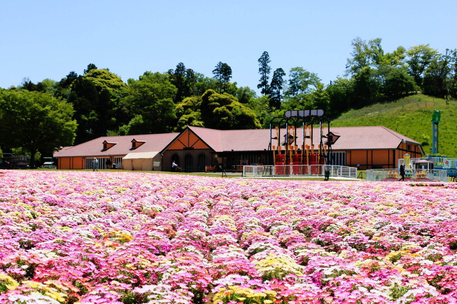 東京ドイツ村に春の花々が開花 - 数万株の芝桜やネモフィラ、リビングストンデイジーが見頃に｜写真7