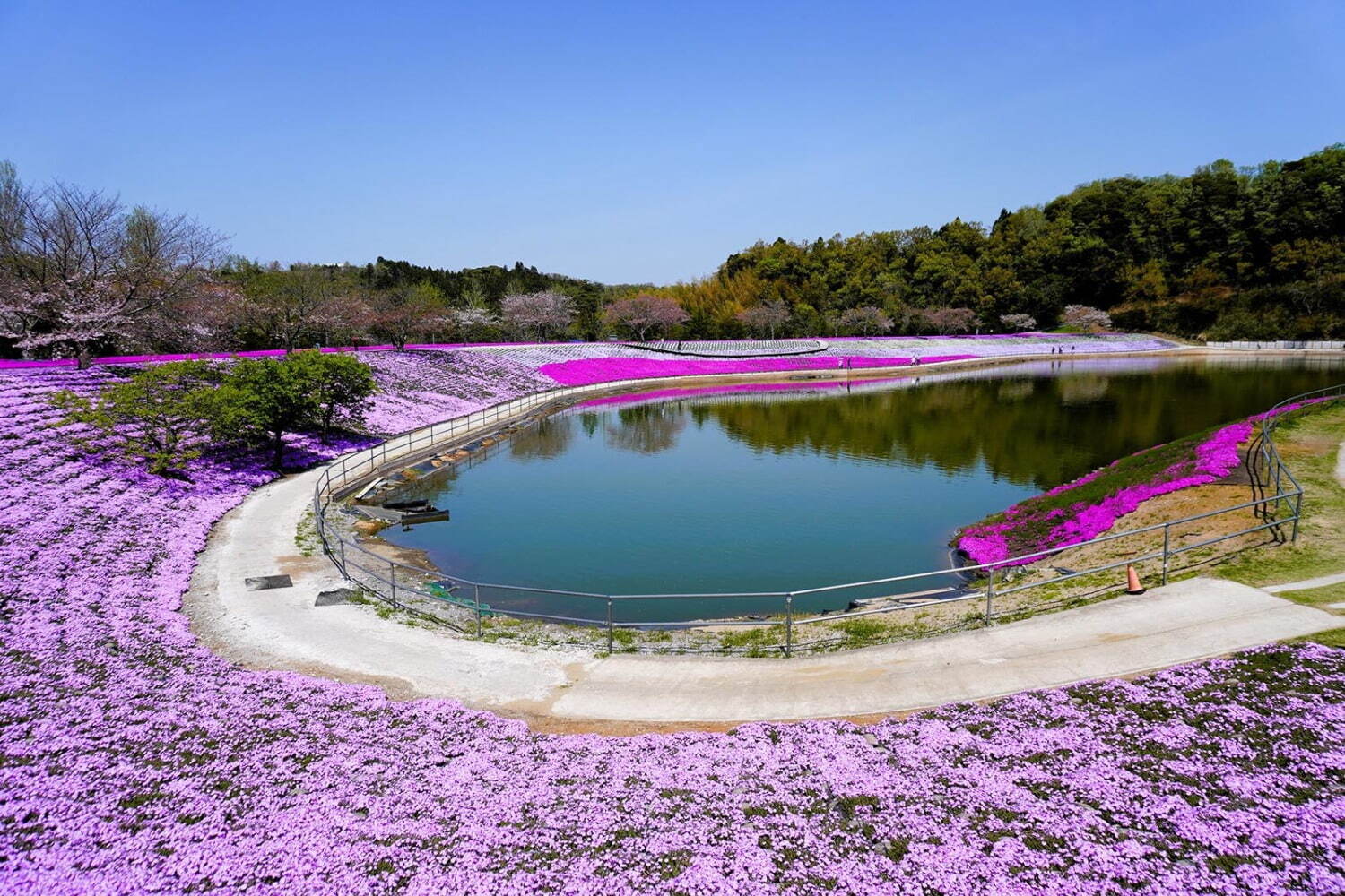 芝桜(2024年4月15日撮影)