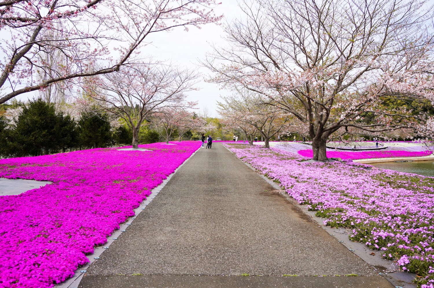 東京ドイツ村に春の花々が開花 - 数万株の芝桜やネモフィラ、リビングストンデイジーが見頃に｜写真1