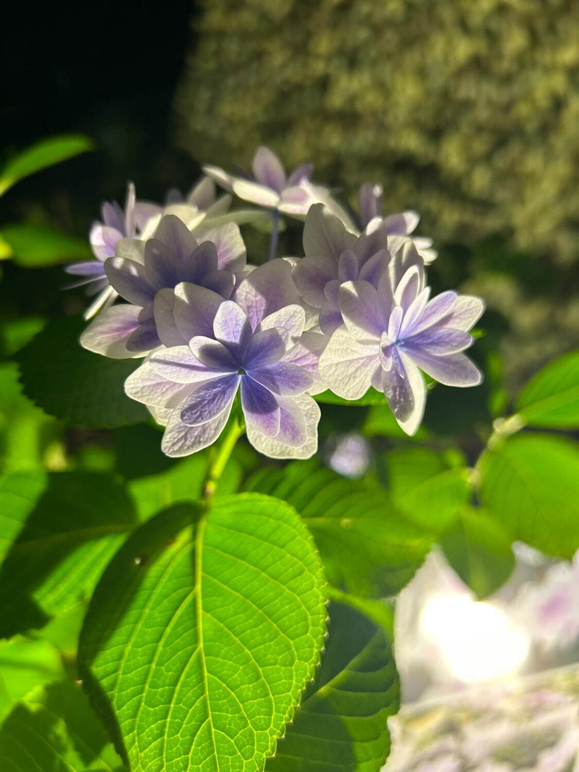 静岡・三島スカイウォーク「あじさい祭」205品種13,000株が見頃に、紫陽花着想スイーツも｜写真8